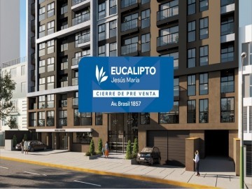 Eucalipto